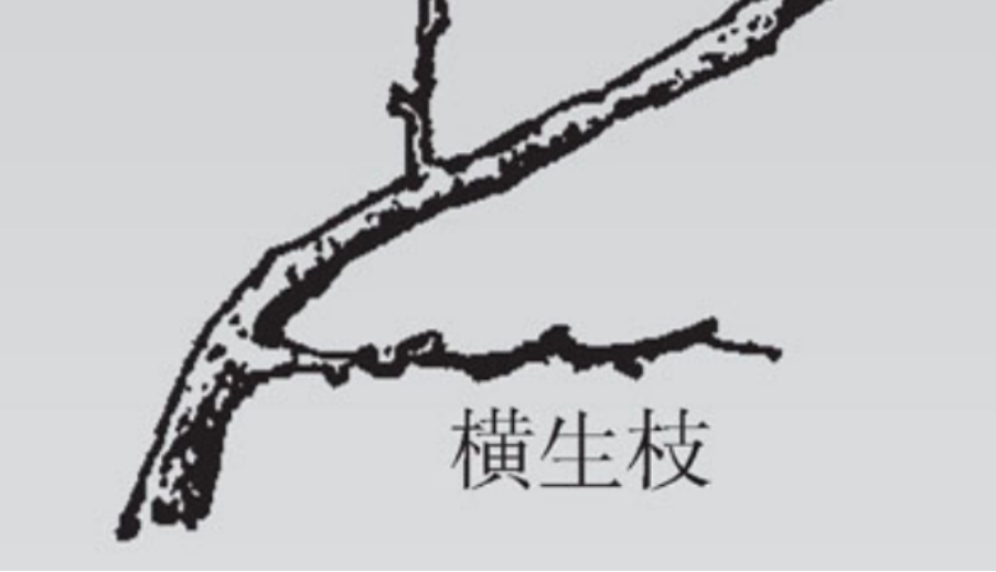 131815oeax8zzan7ac2z2a.png
