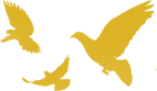 161153rbdvavbpbttiidtp.png