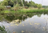 孙唐社区文创大厦前面的翻身河脏乱差！